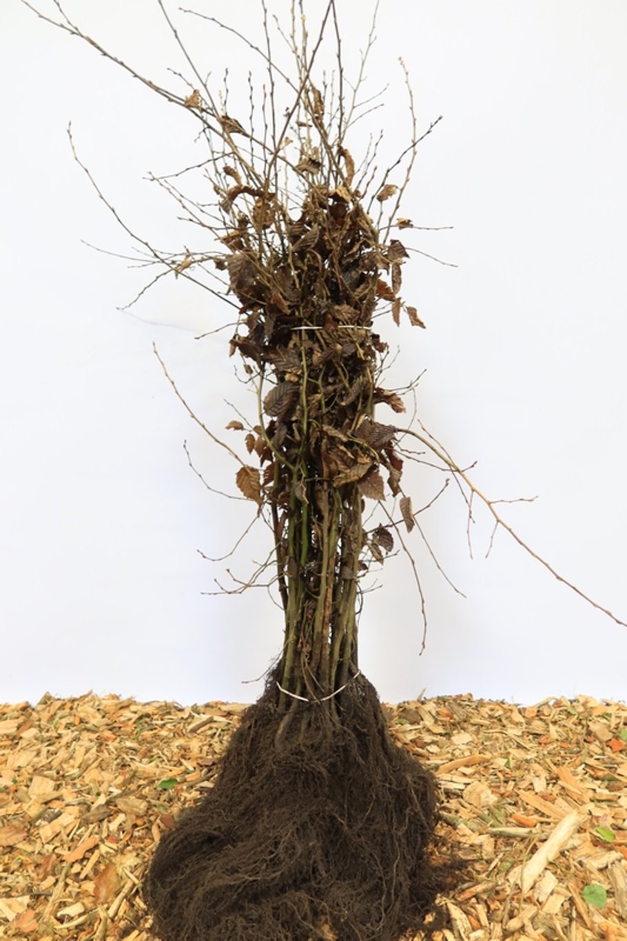 Carpinus betulus - 120-150 CM bare root 1/1